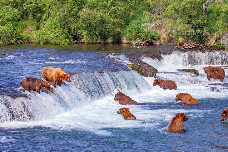 Brown bears fishing at Brooks Falls