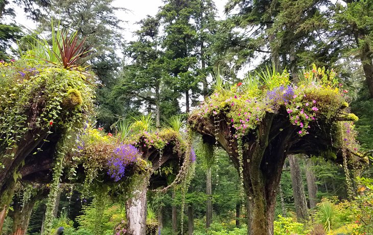 Flower towers in Glacier Gardens Rainforest Adventures
