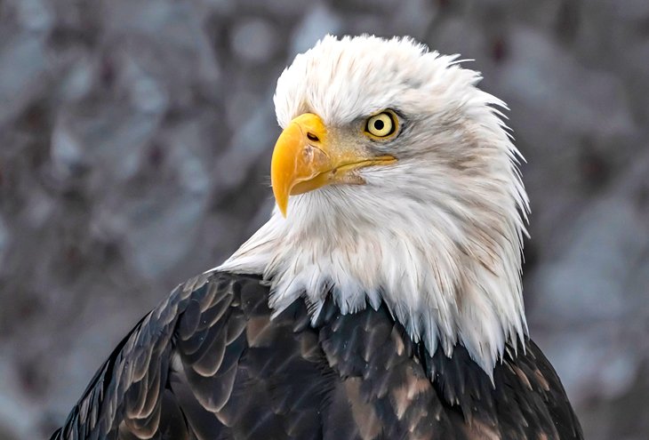 Bald eagle in Haines