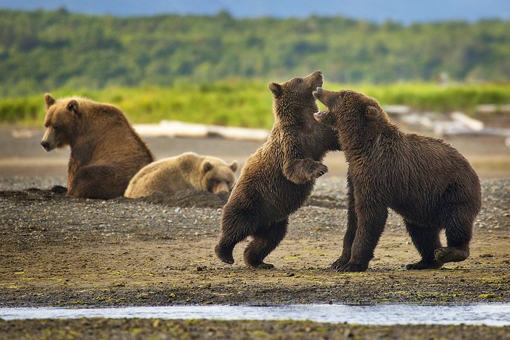Ours bruns de Kodiak dans la réserve nationale de faune de Kodiak