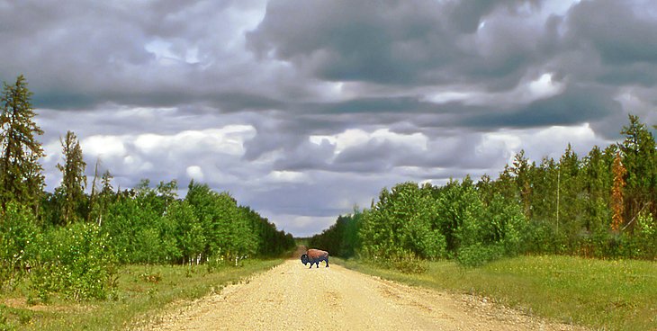 Wood bison in Wood Buffalo National Park