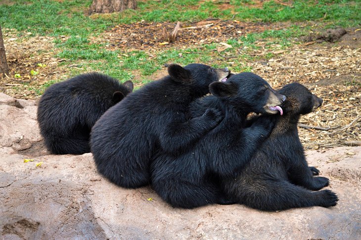 Black bears at Bearizona Wildlife Park
