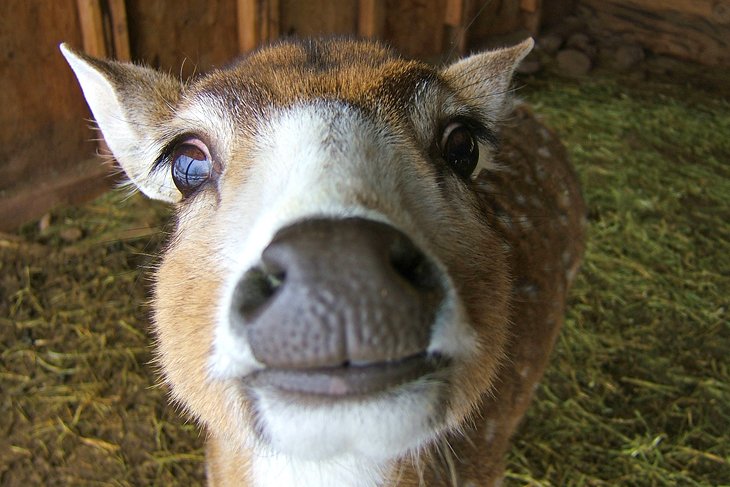 Grand Canyon Deer Farm