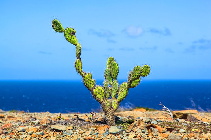 Cactus in Arikok National Park