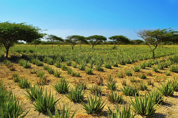 Aloes in Aruba