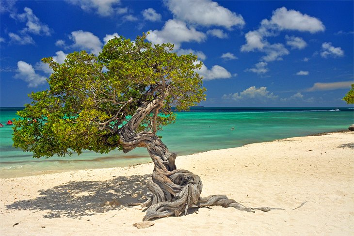 Divi divi tree on Eagle Beach