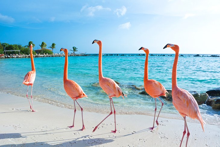 Flamingos on Flamingo Beach