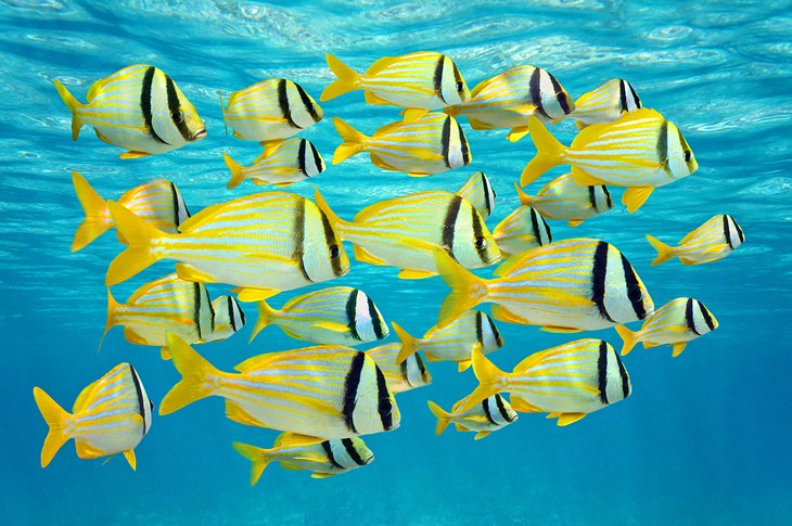 School of yellow-striped porkfish in Aruba