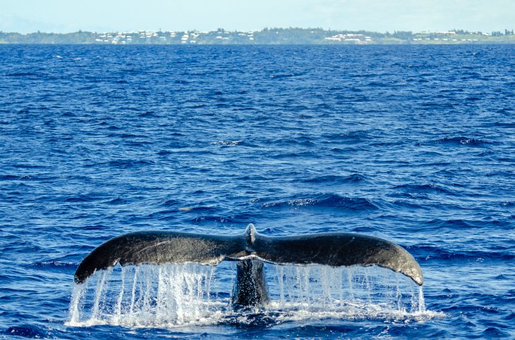 Baleine à bosse au large des Bermudes