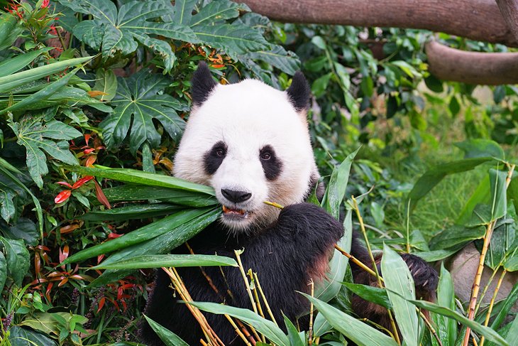 Panda at the San Diego Zoo