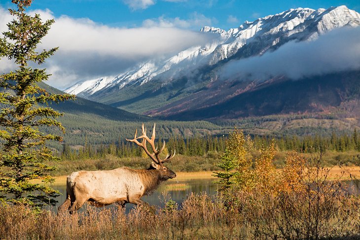 Elk in Jasper National Park