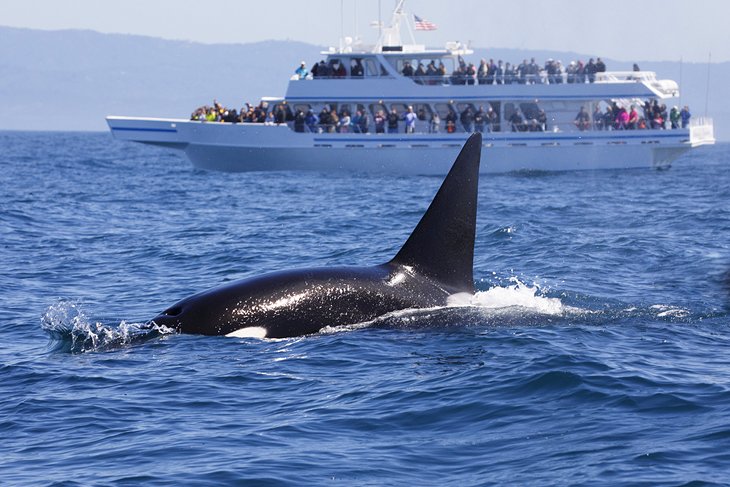 View of an orca on a whale watching trip