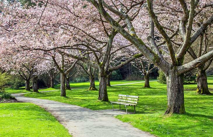Cherry blossoms in Stanley Park, Vancouver