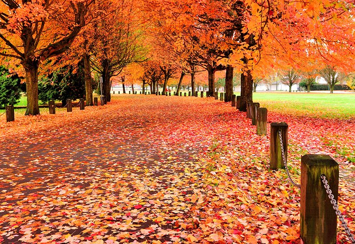 Fall colors in Trout Lake Park, Vancouver