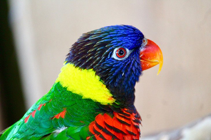 Colorful bird at Bird Kingdom