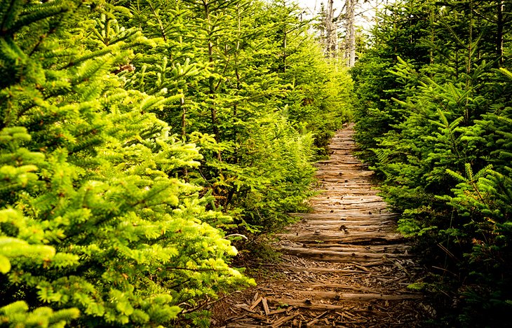 Path through the forest on the Gaff Point Trail