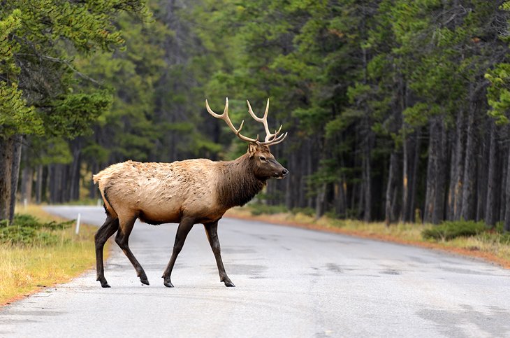 Male elk crossing the road near Banff