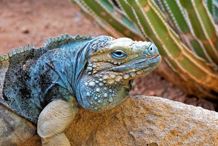 Blue iguana on Grand Cayman