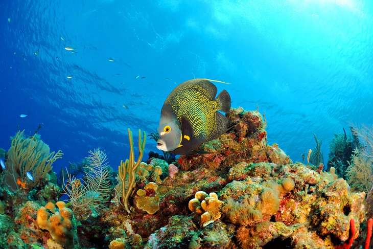A French angelfish swimming on the coral reef in the Cayman Islands