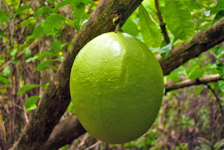 Fruit found along the Mastic Trail