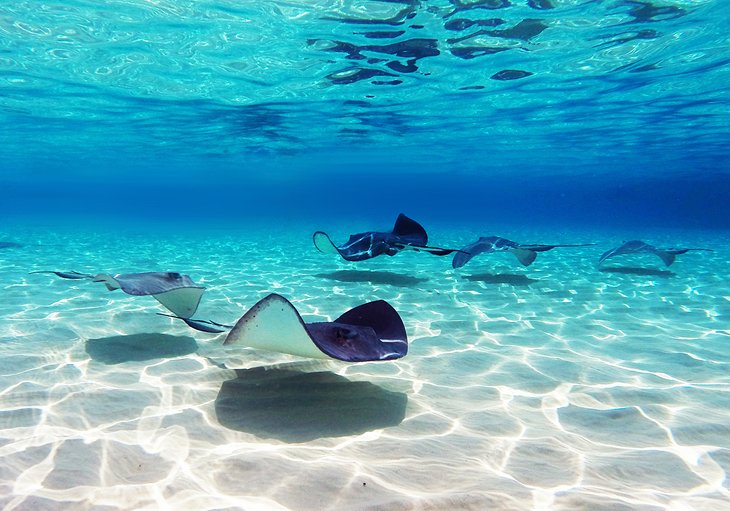 Stingray City