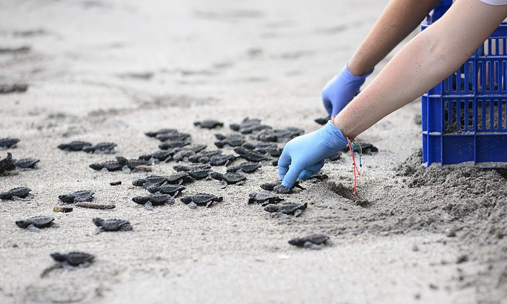 Turtles beach released on the beach at Montezuma
