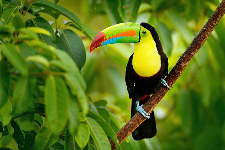 Keel-billed toucan in Cahuita National Park