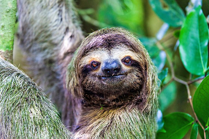 Close up of a sloth in Manuel Antonio National Park