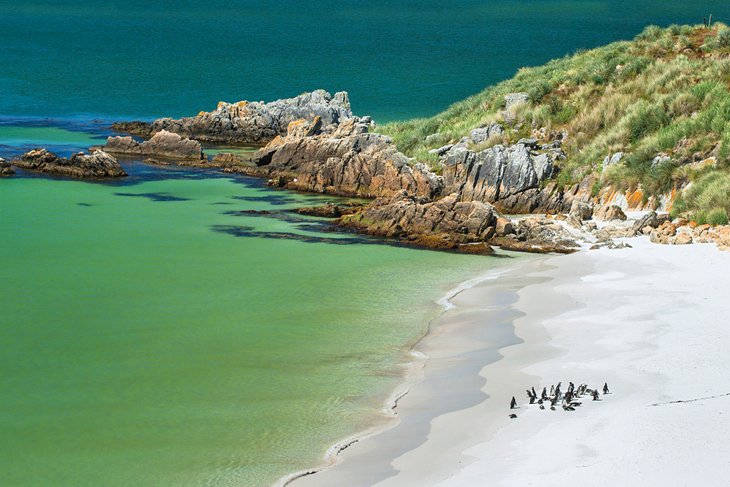 Magellanic penguins on the beach in Gypsy Cove