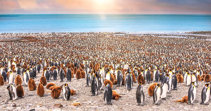 Adult and juvenile king penguins in St. Andrews Bay, South Georgia Island
