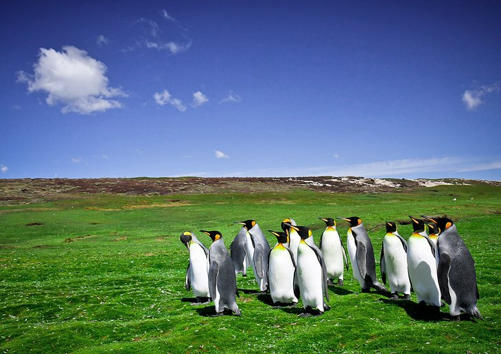 Manchots royaux à Volunteer Point, East Falkland