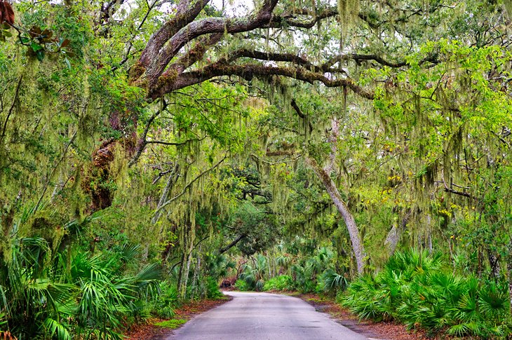 Spanish moss hanging from oak trees on Amelia Island