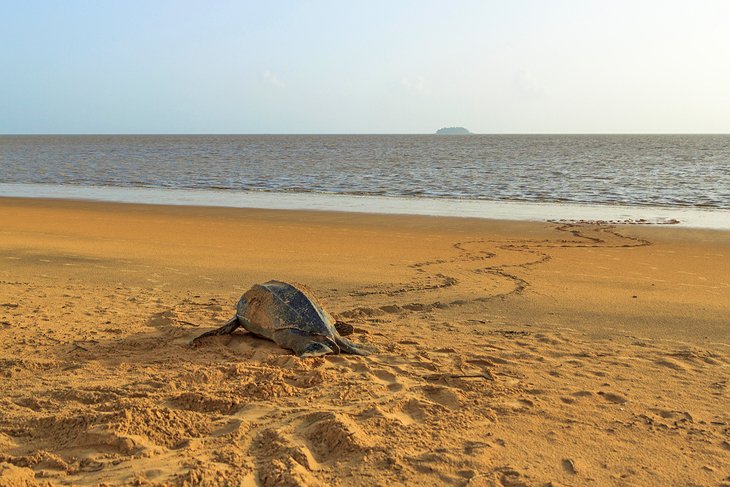 La tortue marine retourne à l'océan sur la plage de Remire-Montjoly