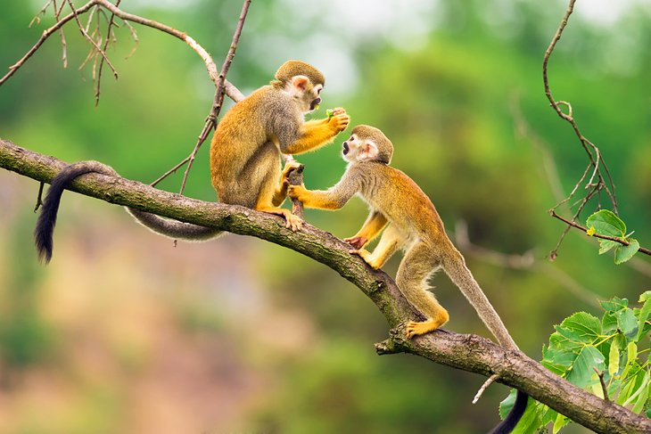 Squirrel monkeys