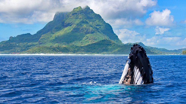 Humpback whale off Bora Bora