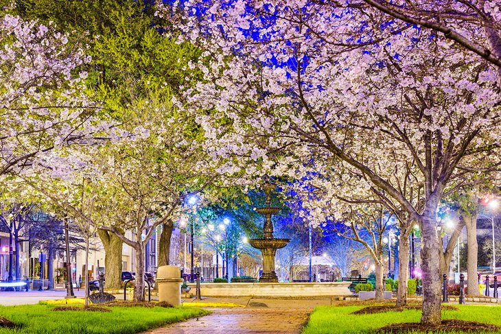 Cherry blossoms in Macon