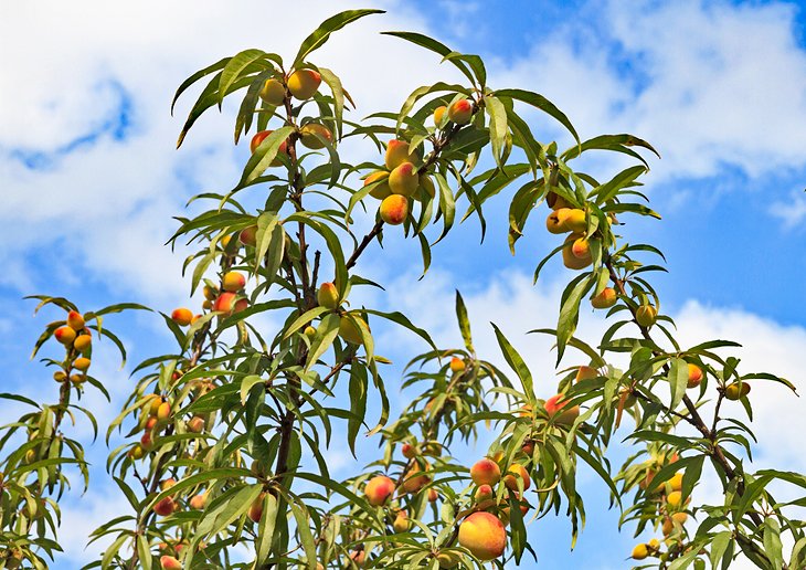 Peach tree in Georgia