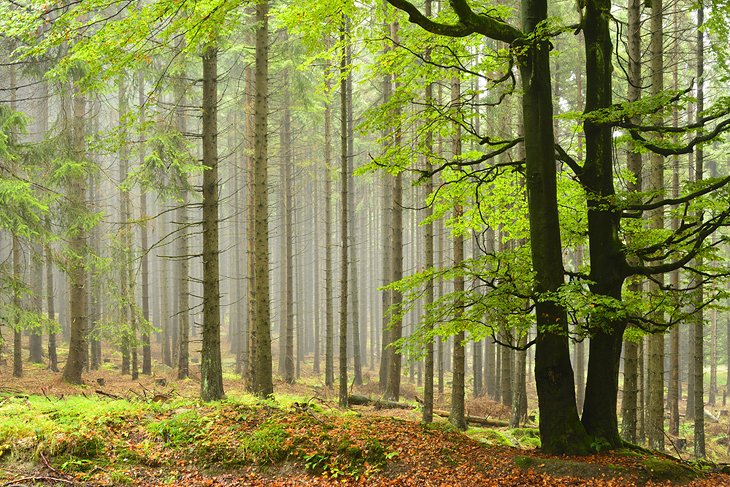 Beech and Norway spruce trees on a foggy day in the Harz National Park