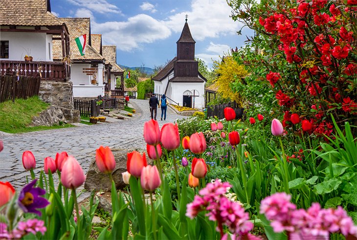 Tulips in the village of Holloko