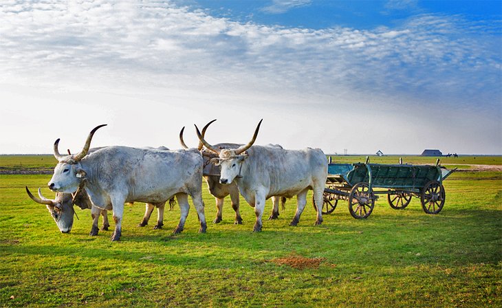 Traditional cattle in Hortobagyi National Park
