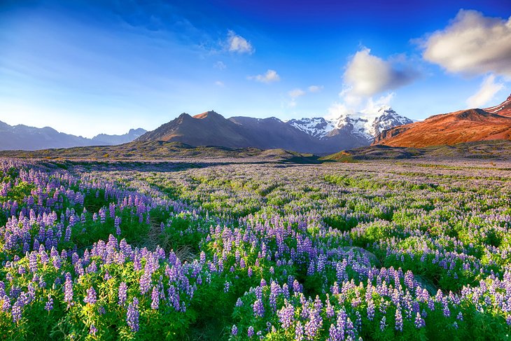 Lupines in Skaftafell National Park