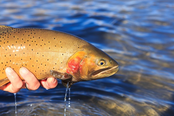 Cutthroat trout on Henrys Lake