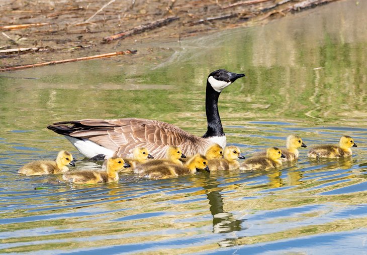 Mother goose and goslings at Market Lake