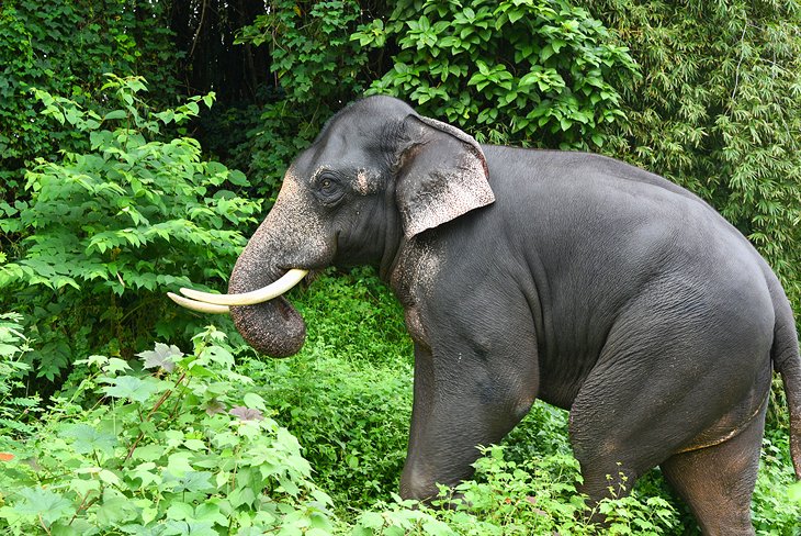 Wild Indian elephant in Periyar National Park