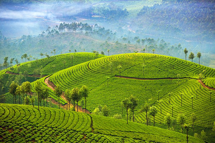 Tea plantations in Munnar, India