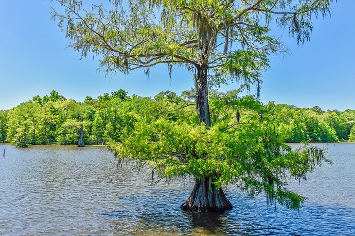Cypress tree at Chicot State Park