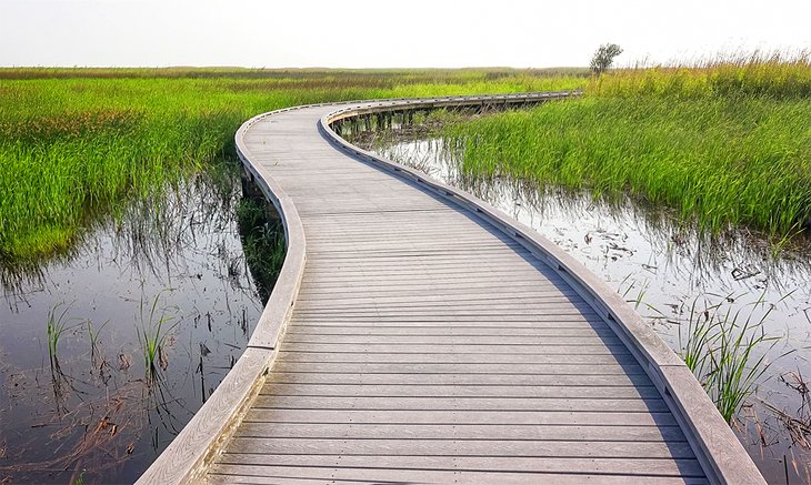 Boardwalk path in the Sabine National Wildlife Refuge along the Creole Nature Trail
