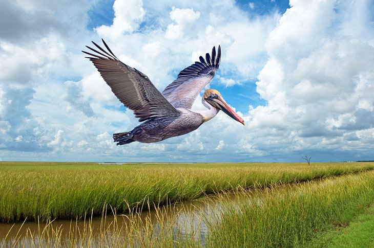 Brown pelican flying over Grand Isle