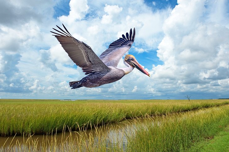 Louisiana en imágenes: 15 hermosos lugares para fotografiar