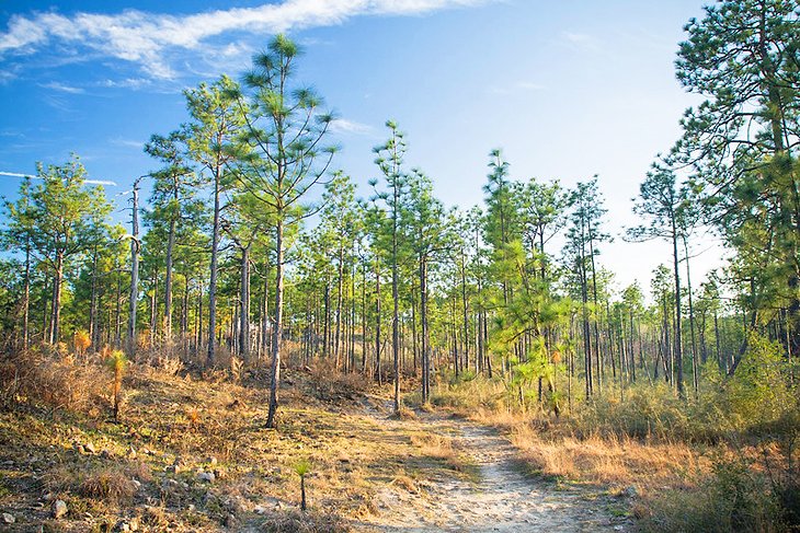 Longleaf pines in Kisatchie National Forest